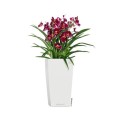 Biała donica z nawadnianiem Lechuza Cubico Color Miltonia.jpg