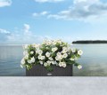 Skrzynka z nawadnieniem na kwiaty balkonowe Lechuza Balconera Cottage.jpg