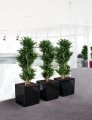 Kwadratowe donice czarne z nawadnianiem Lechuza Cube dracena.jpg