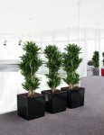 Lechuza Cube Premium: Minimalistyczna Donica z Inteligentnym Nawadnianiem