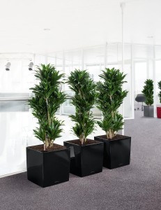 Lechuza Cube Premium: Minimalistyczna Donica z Inteligentnym Nawadnianiem