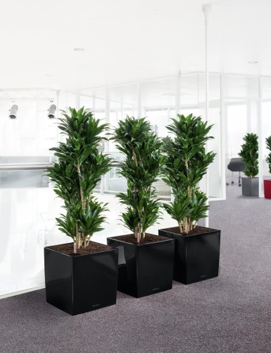 Kwadratowe donice czarne z nawadnianiem Lechuza Cube dracena.jpg